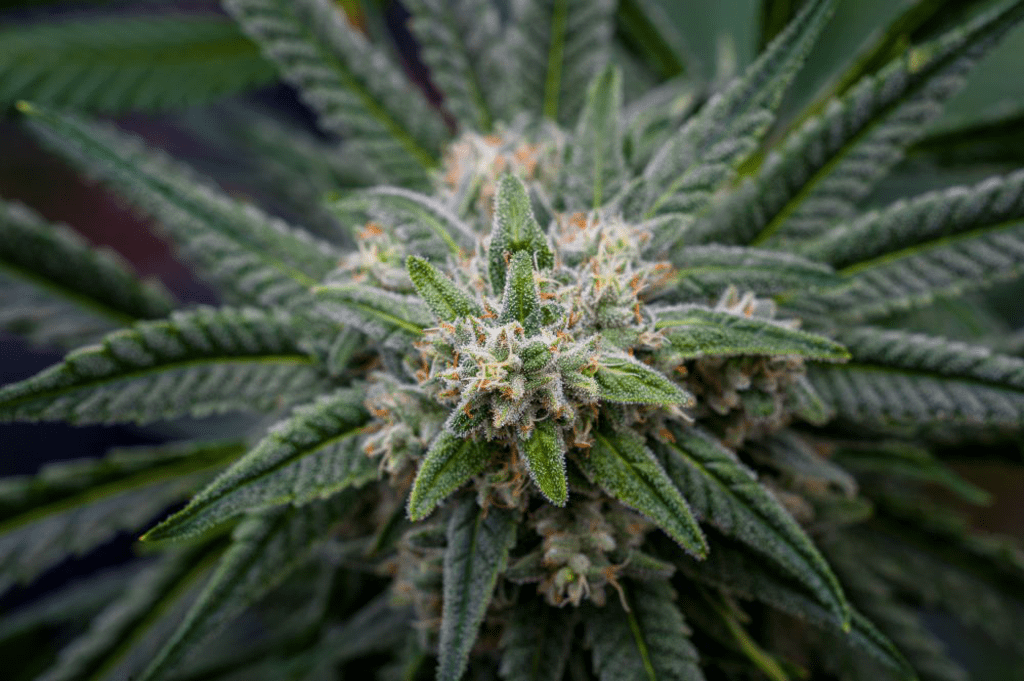 CBD-haltige Pflanzen zeichnen sich durch eine üppige Blattstruktur aus, während THC-haltige Sorten eher für ihre dichten, harzigen Knospen bekannt sind | | | © Patrick - stock.adobe.com Blüte einer Hanfpflanze vor der Ernte vor schwarzem Hintergrund
