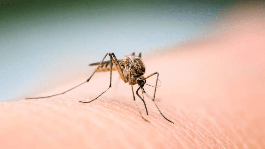Eine Nahaufnahme von einer Mücke auf menschlicher Haut