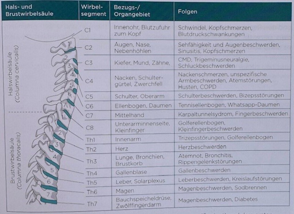 Zur Differenzierung radikulärer-von pseudoradikulärer Symptomatik hilft das Fachwissen aus der Neuroorthopädie. | | | | © co Shutterstock/udaix Abschnitte der Hals- und Brustwirbelsäule mit dazugehörigem Bezugs-Organgebiet und entsprechenden Folgen