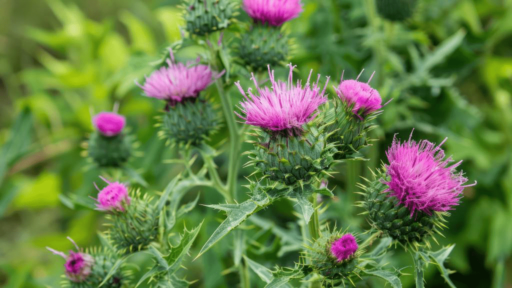 Eine blühende Mariendistel mit ihren charakteristischen violetten Blüten und stacheligen Blättern. 