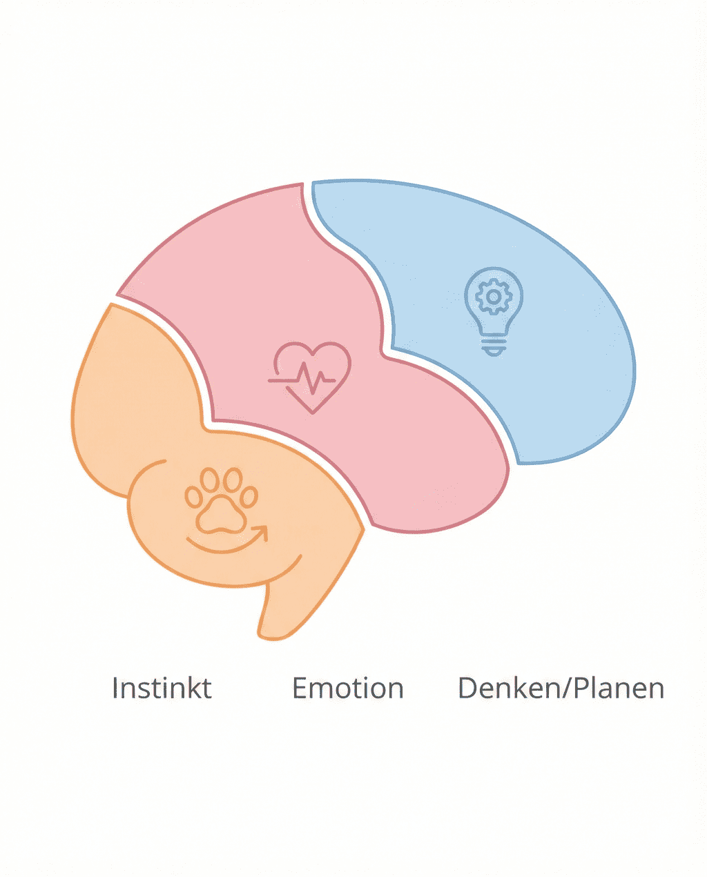 Infografik_3_Bereiche_des_Gehirns
