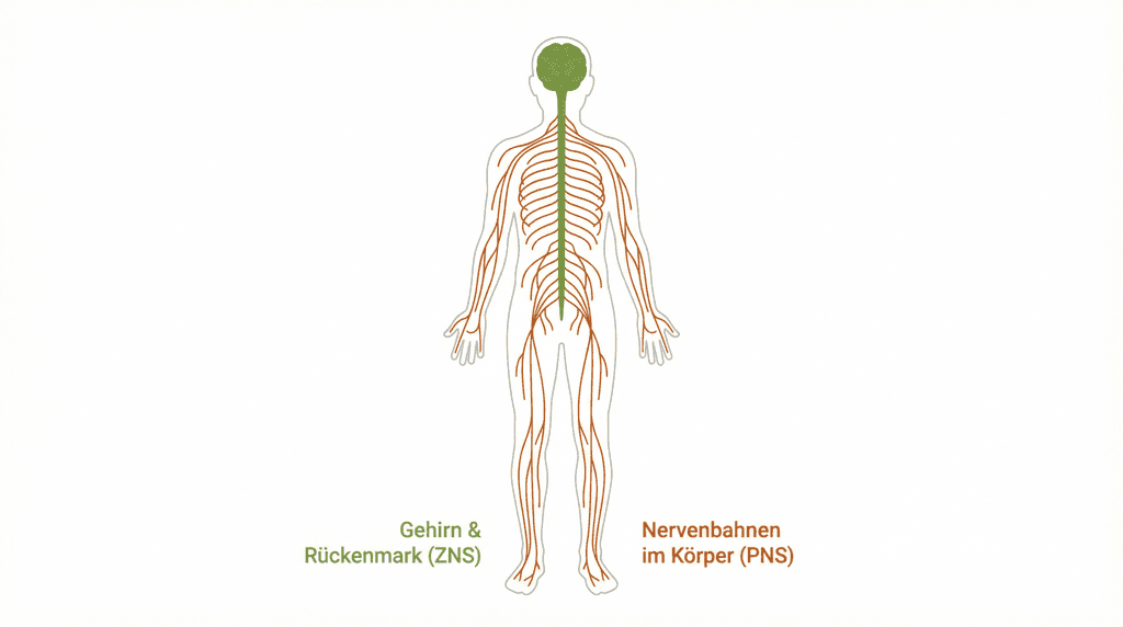 Infografik Gehirn, Rückenmark und Nervenbahnen