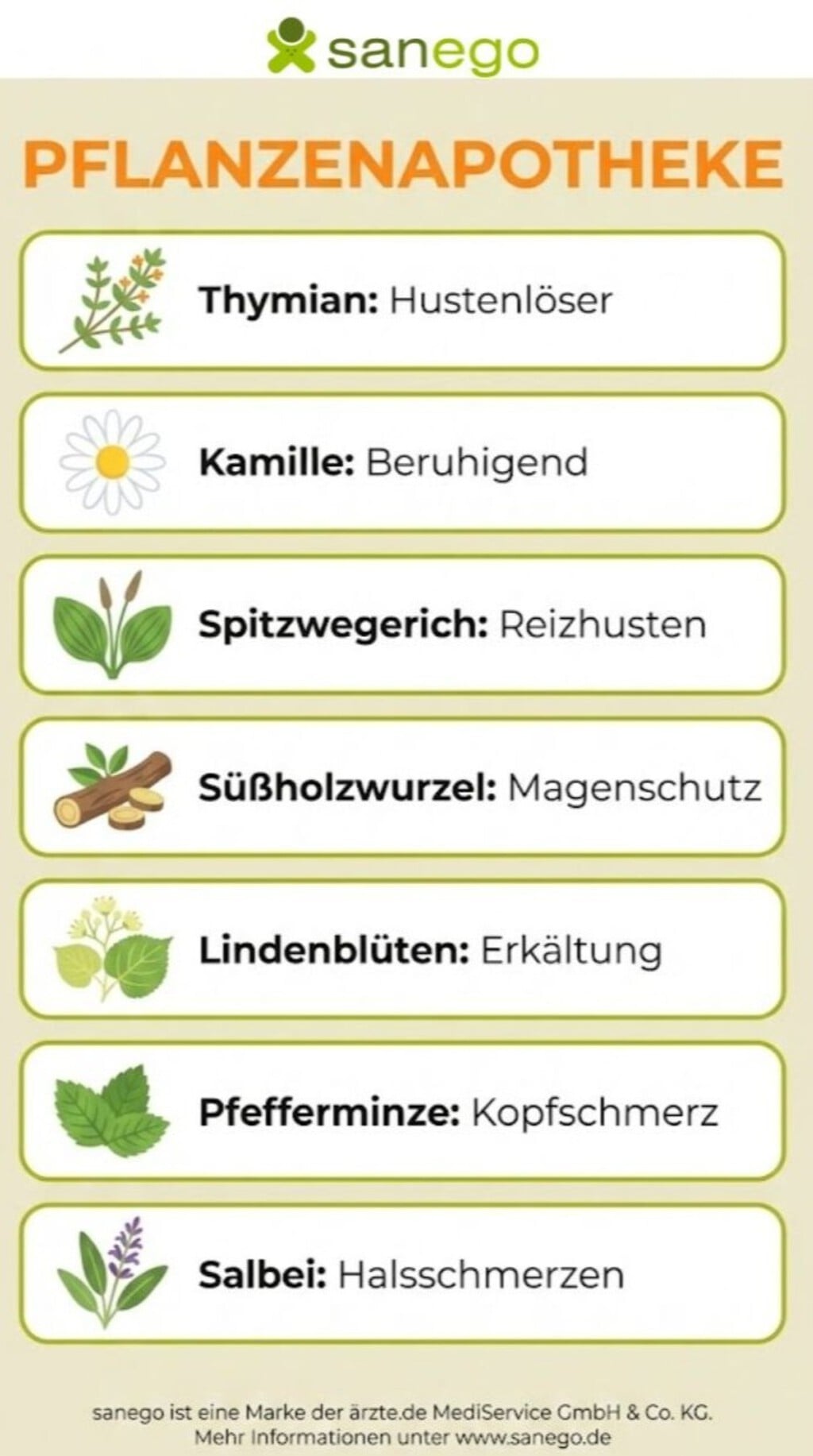 Pflanzliche Arzneimittel und ihre Wirkung | © | © Erstellt mit Google Gemini Pflanzenapotheke mit verschiedenen Elementen