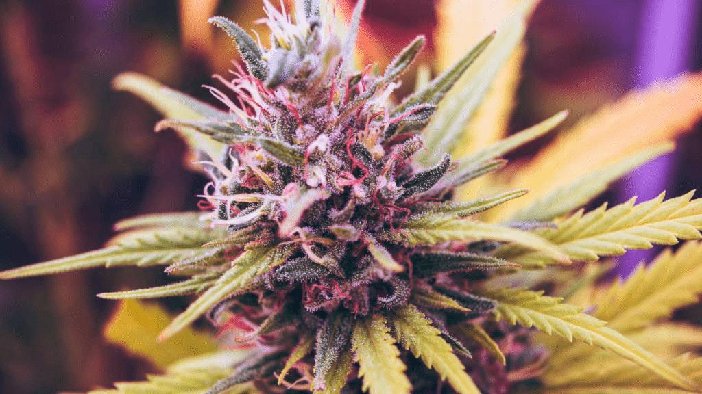 Nahaufnahme einer blühenden Cannabispflanze mit kristallinen Trichomen, violetten und grünen Blütenblättern sowie gelbgrünen Blättern im Hintergrund. Fokus auf Struktur und Reife der Blüte.