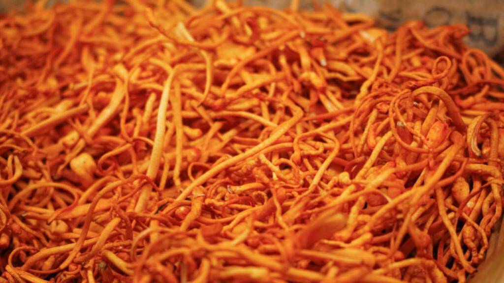 Eine große Menge getrockneter Cordyceps Pilze.