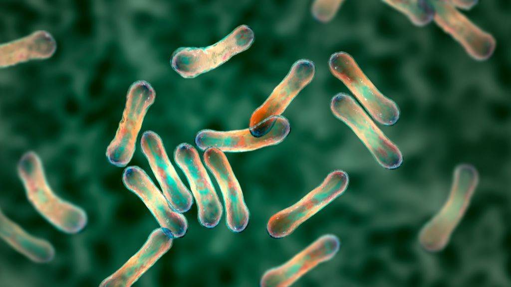 Bakterien Corynebacterium diphtheriae unter dem Mikroskop. Die länglichen Bakterien haben rundzulaufende Enden. Sie sind durchsichtig, teilweise rötlich, der Hintergrund dunkelgrün.