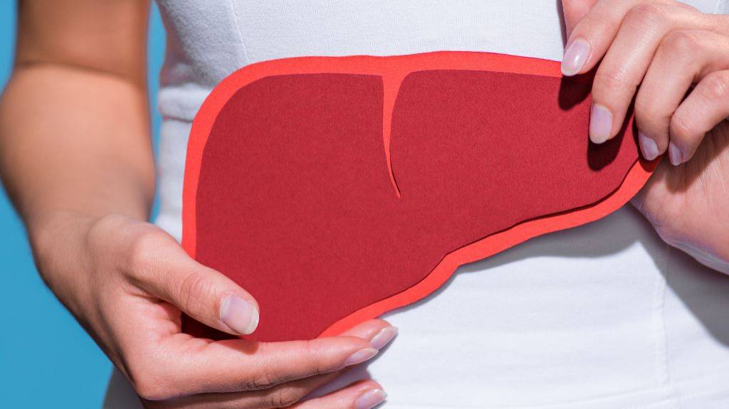 Eine Person hält ein Papiermodell der Leber vor ihren Bauch.