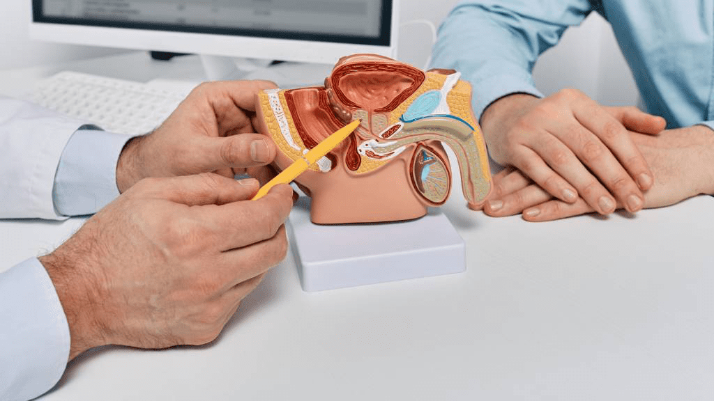 Ein Urologe erklärt einem Patienten mithilfe eines anatomischen Modells die männlichen Geschlechtsorgane während einer Vorsorgeuntersuchung im Arztpraxis-Büro.