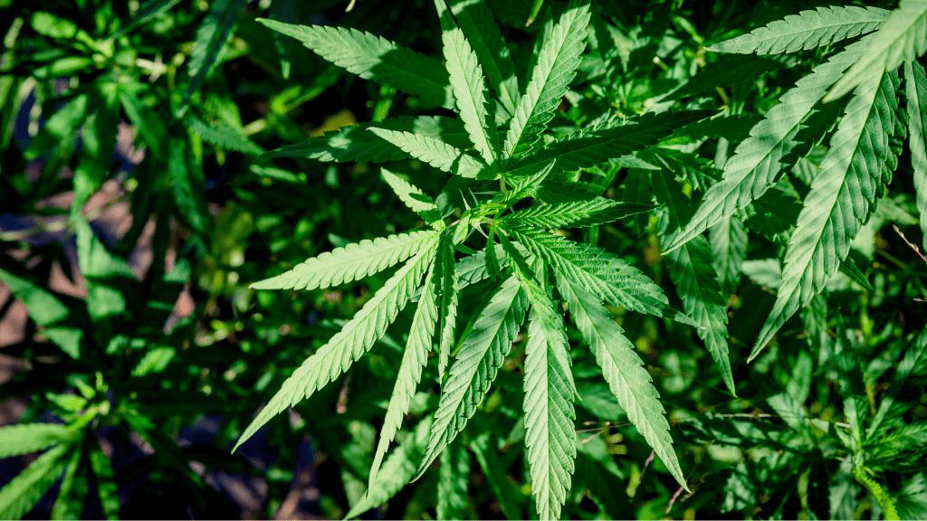 Nahaufnahme von grünen Cannabisblättern einer medizinischen Hanfpflanze unter natürlichem Sonnenlicht – Symbol für den Einsatz von medizinischem Cannabis in der Schmerztherapie und Behandlung chronischer Erkrankungen in der Schweiz.