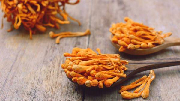 Cordyceps: Heilpflanze und Bestandteil von „Mushroom-Coffee“