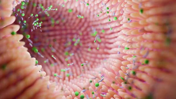 Welche Rolle spielt unsere Darmschleimhaut für einen gesunden Darm? Gastroenterologe Prof. Dr. Martin Storr im Interview